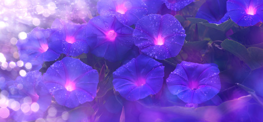 1715837 (a): :4500x2077